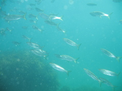 Aldrichetta forsteri