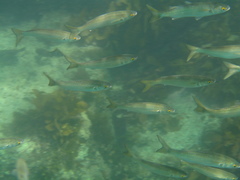 Aldrichetta forsteri