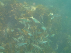 Aldrichetta forsteri