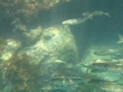 Aldrichetta forsteri