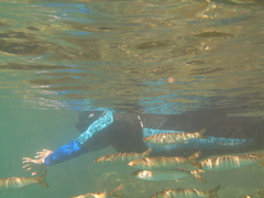 Aldrichetta forsteri