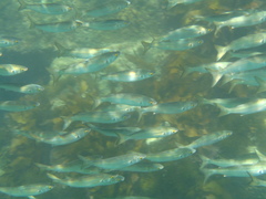 Aldrichetta forsteri