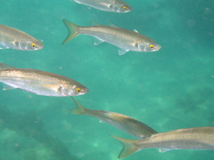 Aldrichetta forsteri