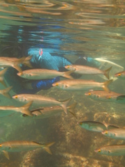 Aldrichetta forsteri