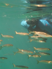 Aldrichetta forsteri