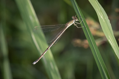 Lestes pallidus