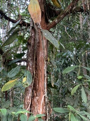 Bixaceae
