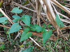 Cissus verticillata