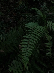 Dryopteris wallichiana