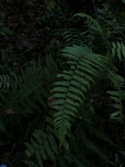 Dryopteris wallichiana