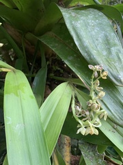 Prosthechea crassilabia