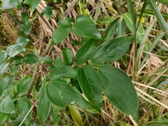 Celtis tetrandra
