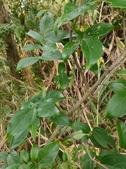 Celtis tetrandra