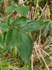 Celtis tetrandra