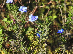 Glandora prostrata lusitanica
