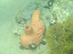 Stolidobranchia