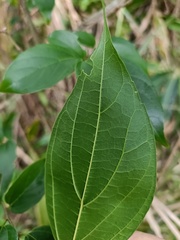 Celtis tetrandra
