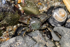 Petrolisthes cinctipes