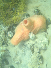 Stolidobranchia