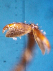 Cephaloon bicolor