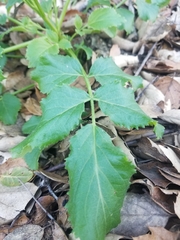 Tauschia kelloggii