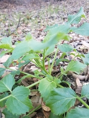 Tauschia kelloggii