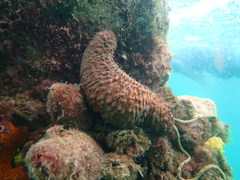 Australostichopus mollis