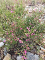 Jacksonia thesioides