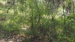 Daviesia umbellulata