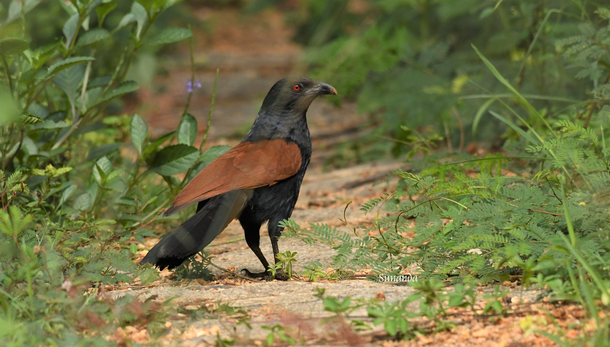 Greater Coucal