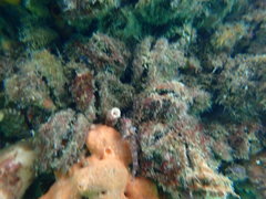 Helcogramma decurrens