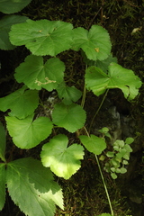 Pimpinella tripartita