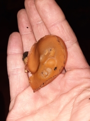 Peziza domiciliana