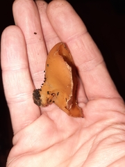 Peziza domiciliana