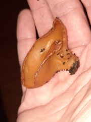 Peziza domiciliana