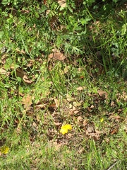 Ranunculus canus canus