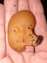 Peziza domiciliana