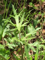 Ranunculus canus canus