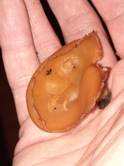 Peziza domiciliana