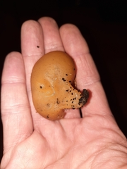 Peziza domiciliana