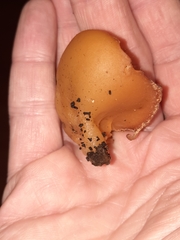 Peziza domiciliana