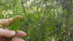Daviesia umbellulata