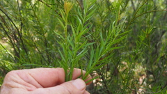 Daviesia umbellulata