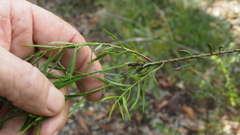 Daviesia umbellulata