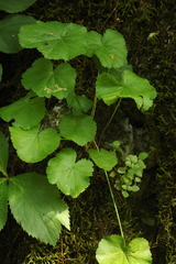 Pimpinella tripartita
