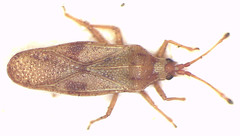 Malandiola semota