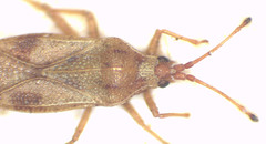 Malandiola semota