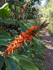Hedychium gardnerianum