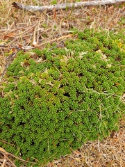 Phyllachne clavigera
