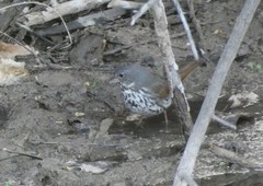 Passerella iliaca schistacea